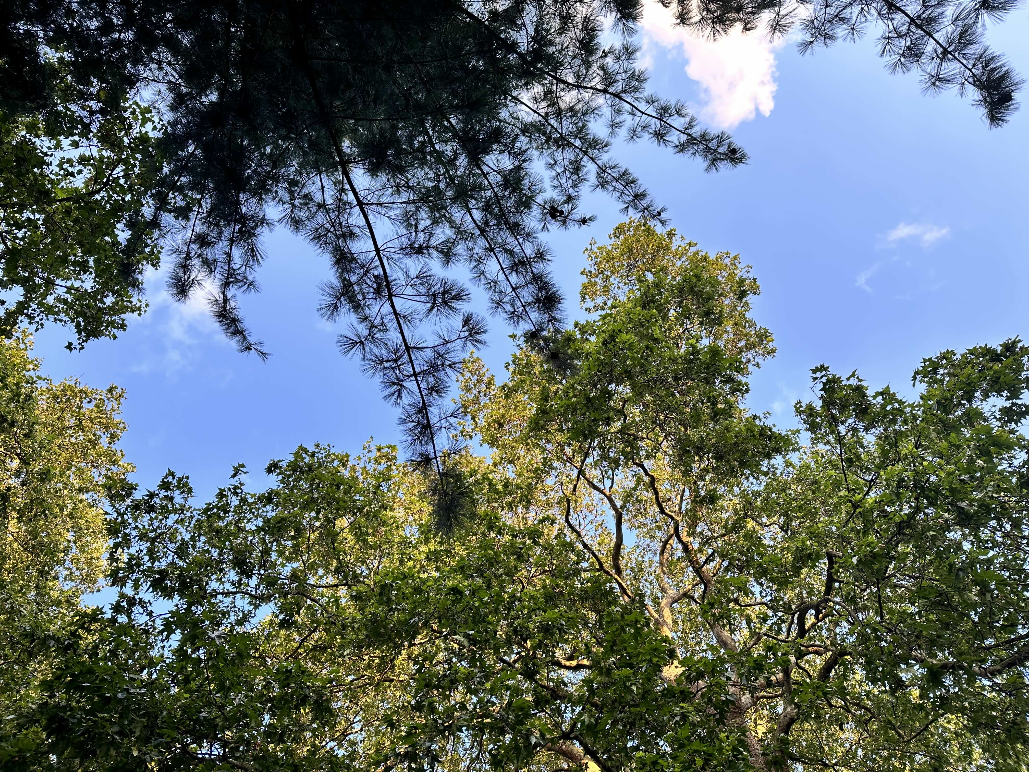 A lush canopy of green leaves